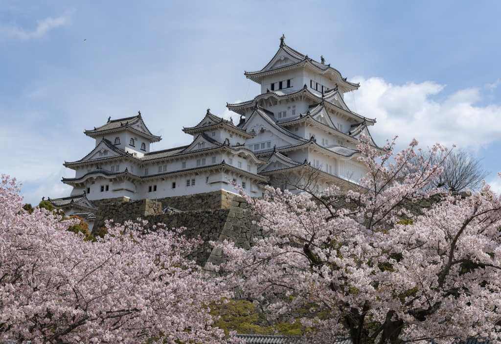 Japan, cvet trešnje.